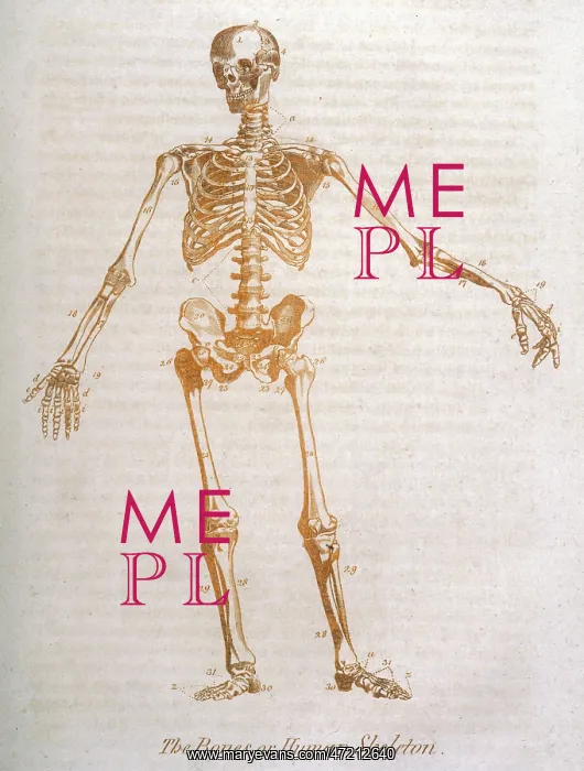  : ANATOMY:HUMAN SKELETON