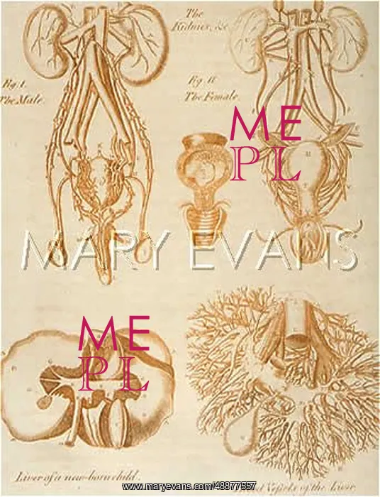  : ANATOMY:INTERNAL ORGANS
