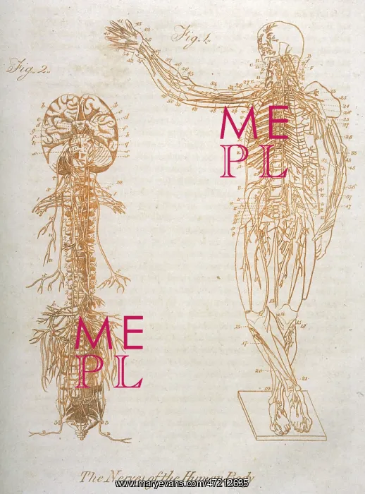 : ANATOMY:NERVOUS SYSTEM