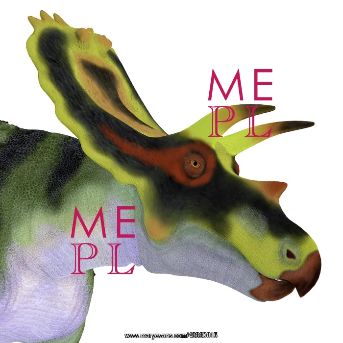 : Anchiceratops dinosaur head : Anchiceratops dinosaur head