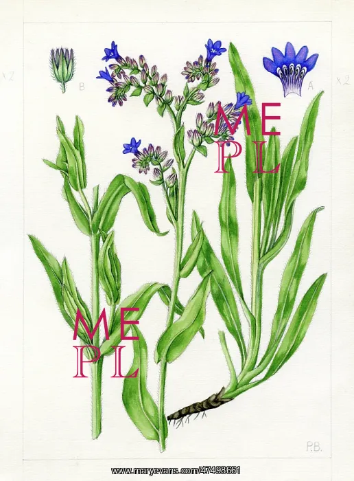 : Anchusa officinalis - common bugloss : Anchusa officinalis - common bugloss