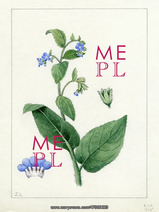 : Anchusa sempervirens - green alkanet : Anchusa sempervirens - green alkanet