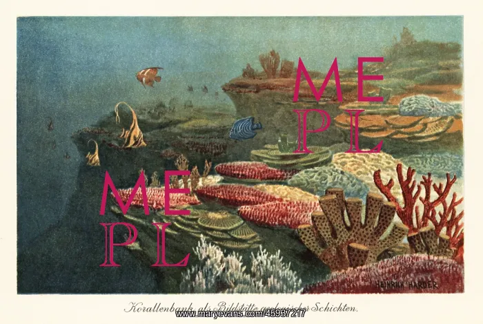 : Ancient coral reefs on the ocean floor : Ancient coral reefs on the ocean floor