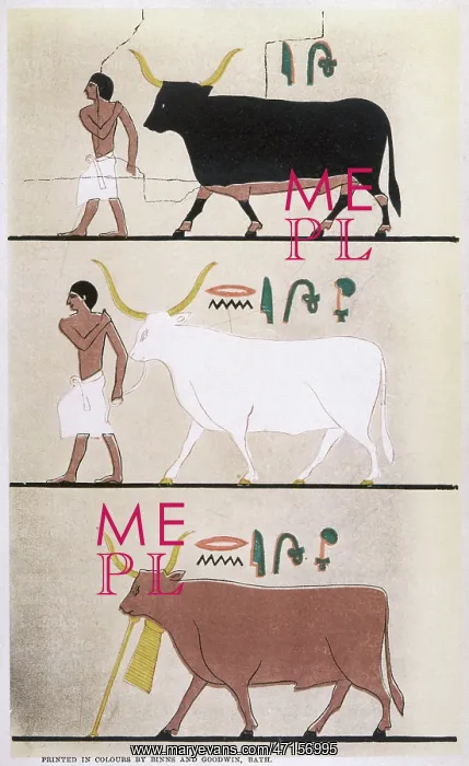 : ANCIENT EGYPT CATTLE : ANCIENT EGYPT CATTLE