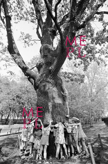 : Ancient oak tree at Tverskoy Boulevard : Ancient oak tree at Tverskoy Boulevard