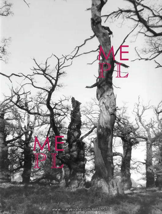 : ANCIENT OAK TREES : ANCIENT OAK TREES