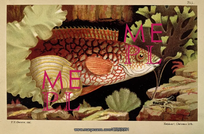 : Ancient Wrasse - Frontispiece from the Aquarium : Ancient Wrasse - Frontispiece from the Aquarium
