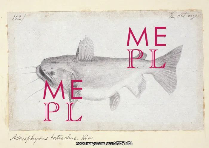 : Ancistrus gibbiceps, Knu : Ancistrus gibbiceps, Knu