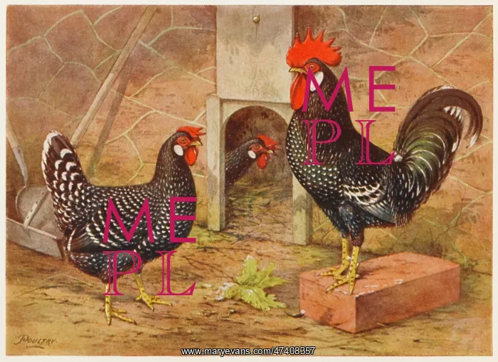 : ANCONA COCK AND HEN : ANCONA COCK AND HEN