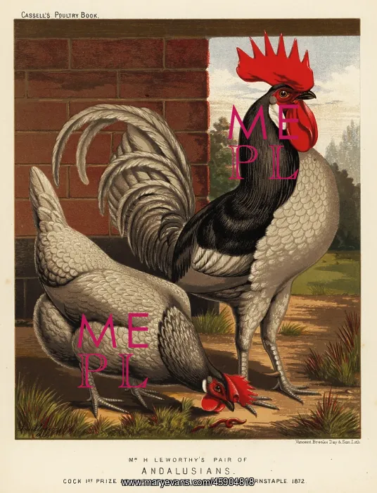: Andalusian chickens : Andalusian chickens