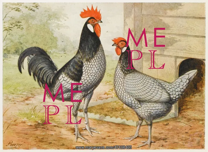 : ANDALUSIAN COCK & HEN : ANDALUSIAN COCK & HEN