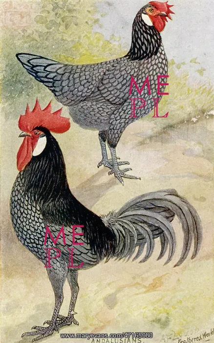 : ANDALUSIAN POULTRY : ANDALUSIAN POULTRY