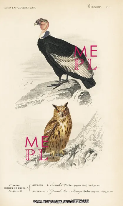: Andean Condor, Vultur gryphus, and Eurasian : Andean Condor, Vultur gryphus, and Eurasian