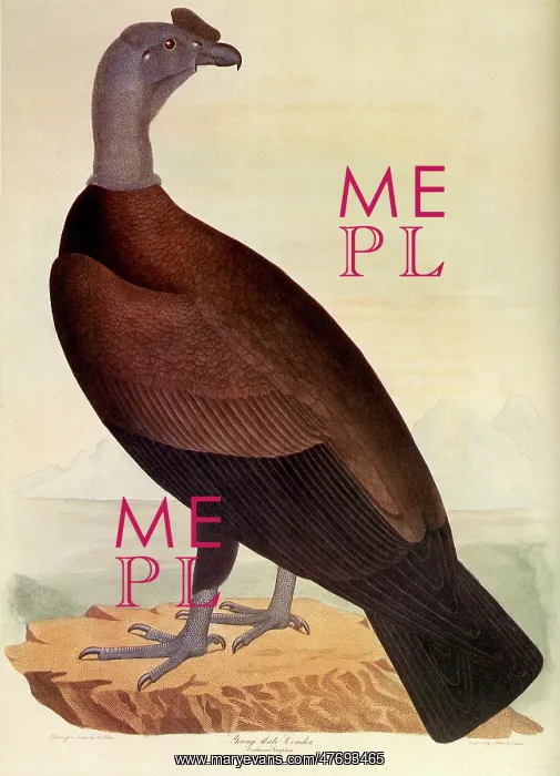 : Andean Condor, Vulur gryphus : Andean Condor, Vulur gryphus