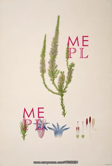 : Andersonia caerulea, foxtail : Andersonia caerulea, foxtail
