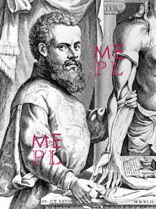 : Andreas Vesalius, 1542 : Andreas Vesalius, 1542