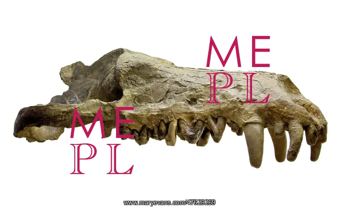 : Andrewsarchus mongoliencis, Skull cast : Andrewsarchus mongoliencis, Skull cast