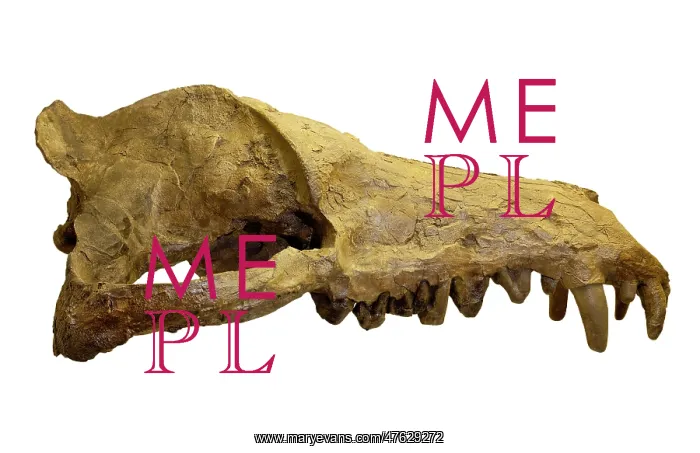 : Andrewsarchus mongoliencis, Skull cast : Andrewsarchus mongoliencis, Skull cast