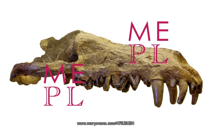 : Andrewsarchus mongoliencis, Skull cast : Andrewsarchus mongoliencis, Skull cast