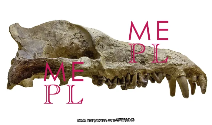 : Andrewsarchus mongoliencis, Skull cast : Andrewsarchus mongoliencis, Skull cast