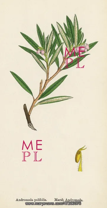  : ANDROMEDA POLIFOLIA