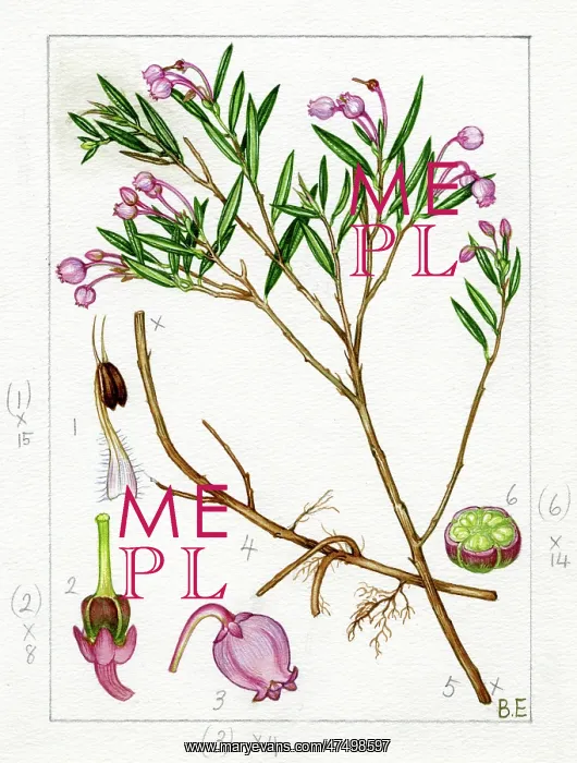 : Andromeda polifolia - bog-rosemary : Andromeda polifolia - bog-rosemary