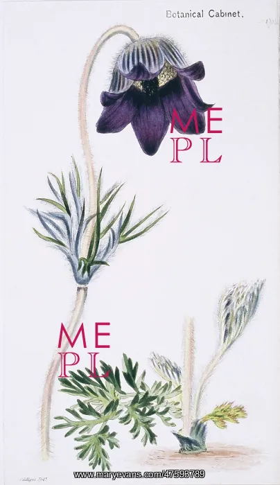 : Anemone acutipetala, anemone or alpine : Anemone acutipetala, anemone or alpine