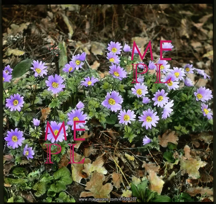 : Anemone Blanda or Windflower : Anemone Blanda or Windflower