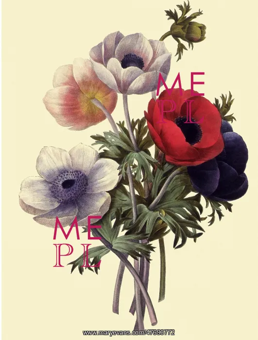  : Anemone coronaria
