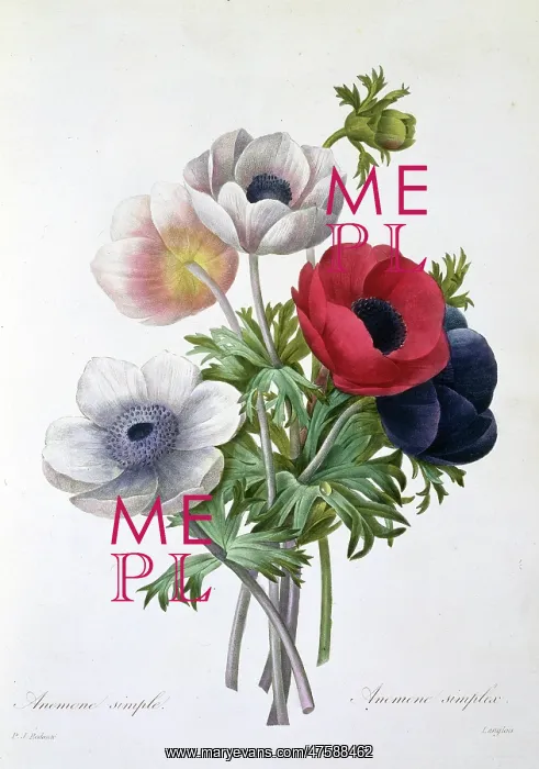 : Anemone coronaria, anemone or windflower : Anemone coronaria, anemone or windflower