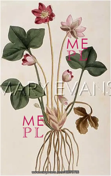 : Anemone Hepatica : Anemone Hepatica