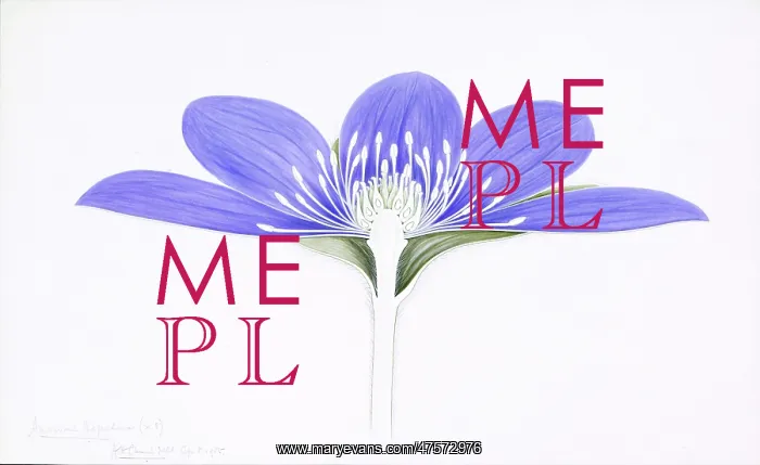 : Anemone hepatica, liverleaf : Anemone hepatica, liverleaf