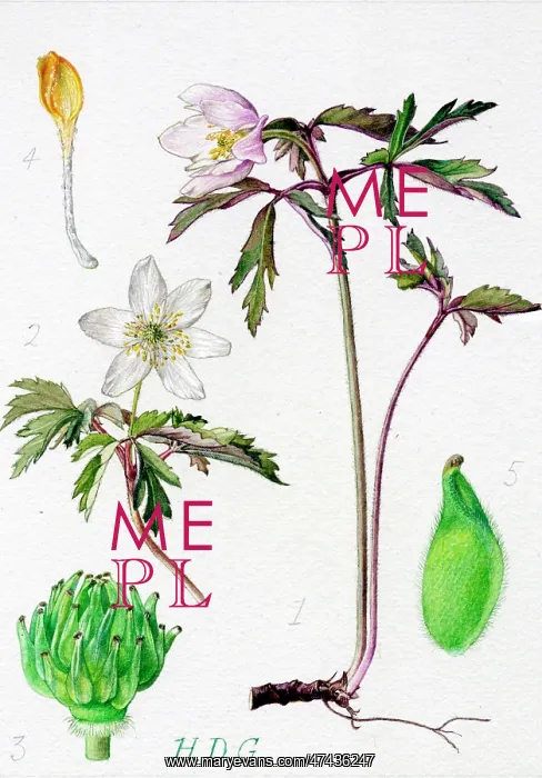 : Anemone nemorosa : Anemone nemorosa