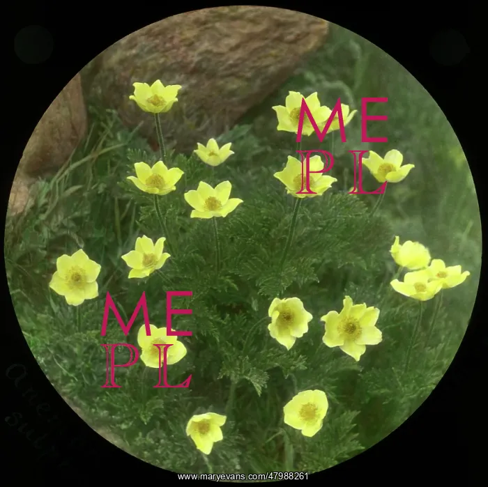: Anemone Obtusiloba Sulphurea : Anemone Obtusiloba Sulphurea