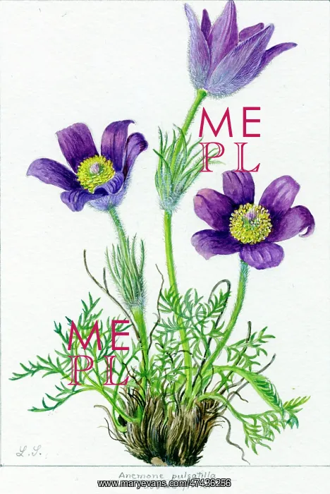 : Anemone pulsatilla : Anemone pulsatilla
