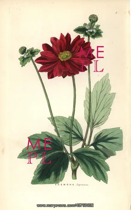 : Anemone scabiosa : Anemone scabiosa