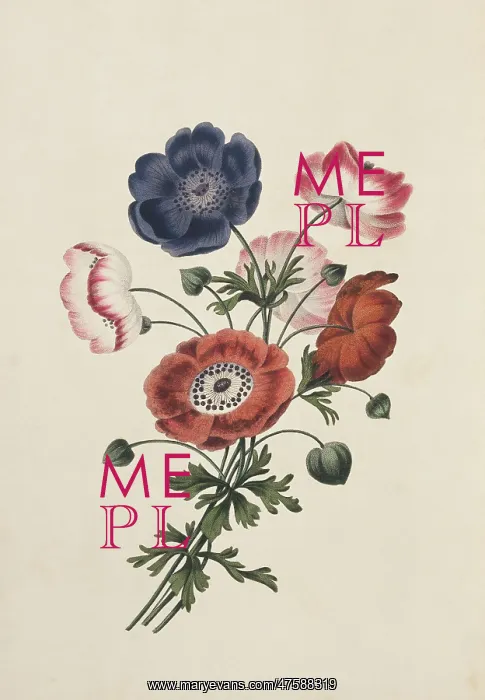 : Anemone sp. anemone : Anemone sp. anemone