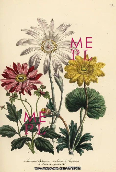 : Anemone species : Anemone species