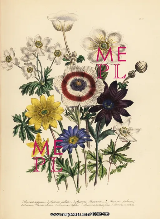 : Anemone species : Anemone species