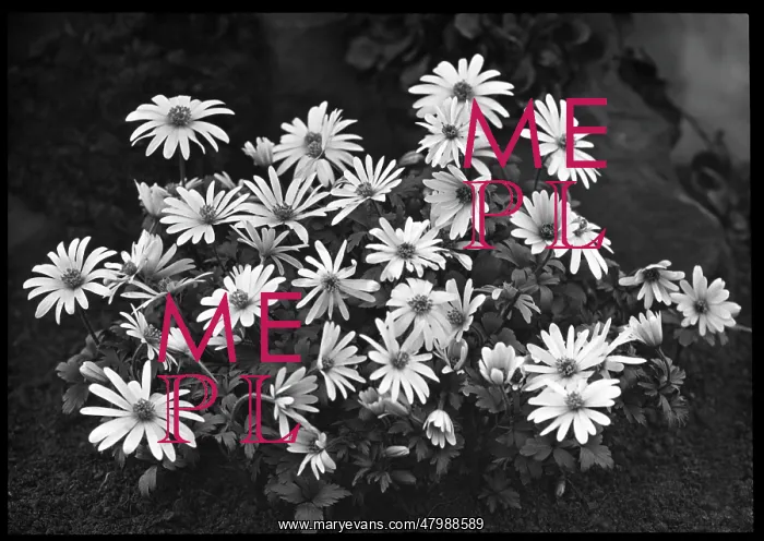 : Anemone -- unidentified species : Anemone -- unidentified species