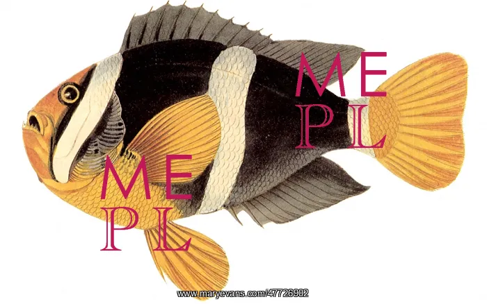  : Anemonefish, Amphiprion clarkii