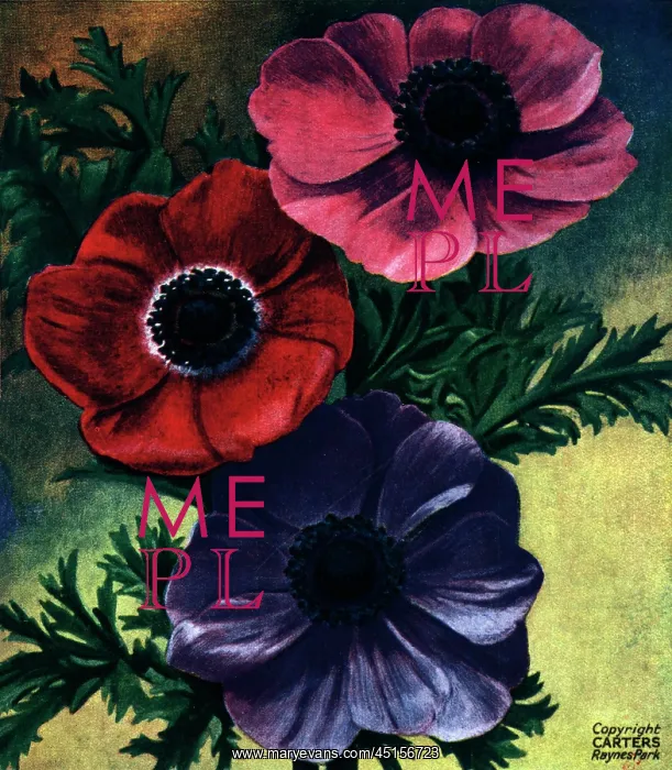 : Anemones. Picture of three Anemones, in pink, red and violet : Anemones. Picture of three Anemones, in pink, red and violet