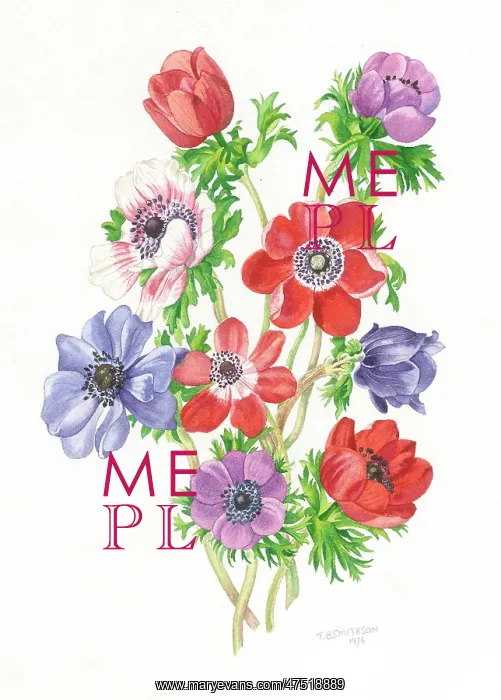  : Anemones - red, pink and blue flowers