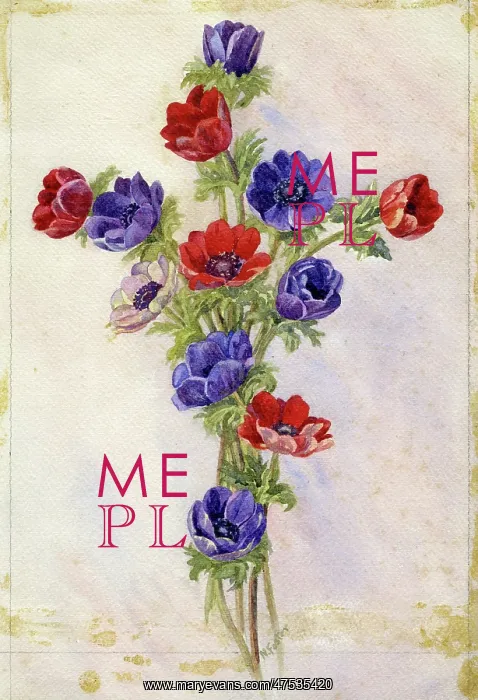  : Anemones. Red blue and pink anemones forming a floral cross