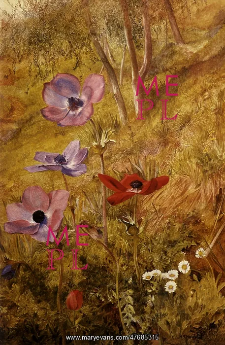  : Anemones