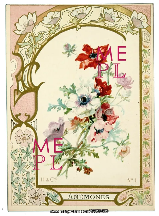  : Anemones with a decorative border