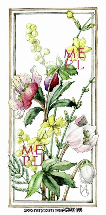  : Anemones and Mimosa