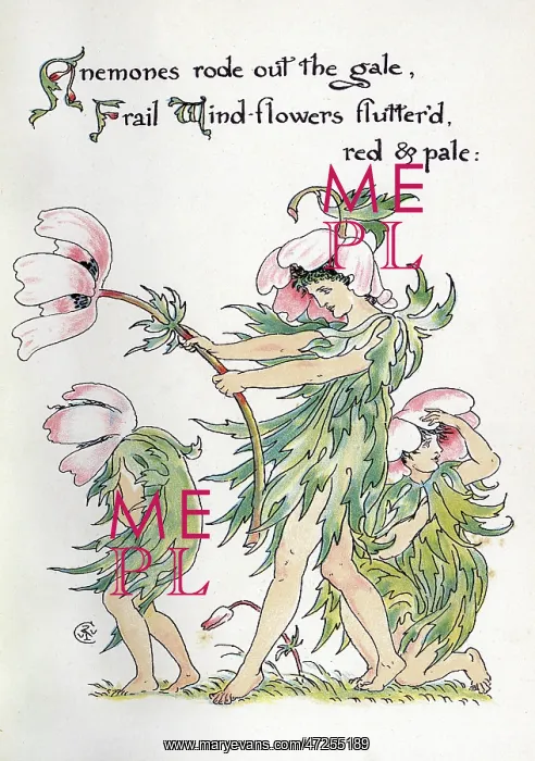 : Anemones rode out the gale : Anemones rode out the gale