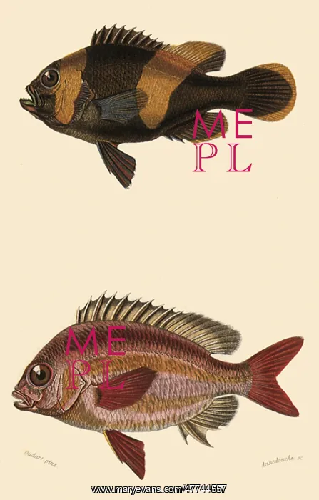  : An Anemonfish and a Monocle Bream