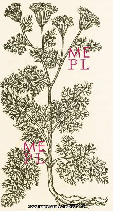 : Anethum Graveolens, Dill : Anethum Graveolens, Dill